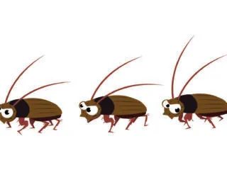 cockroaches