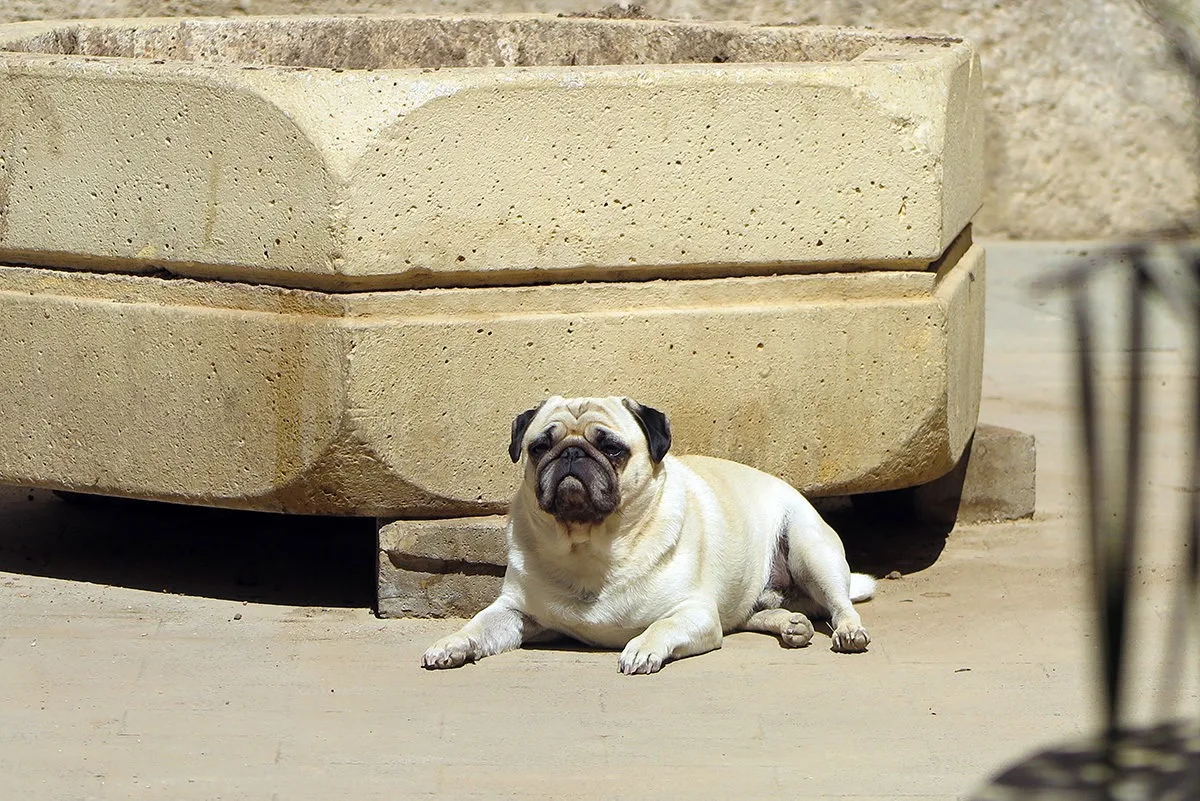 Pancho, a Valencian pug, chilling in the sun