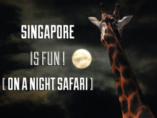 Singapore Night Safari