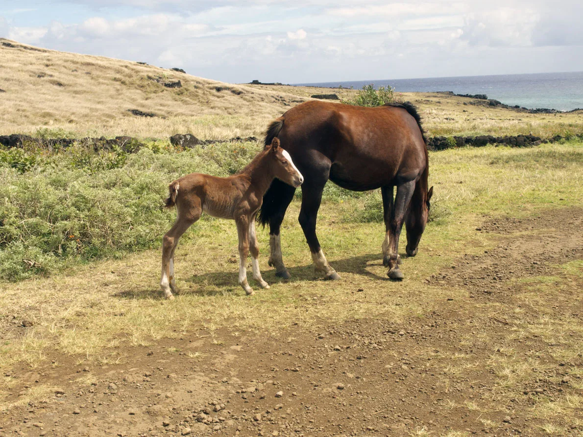 horses Easter Island