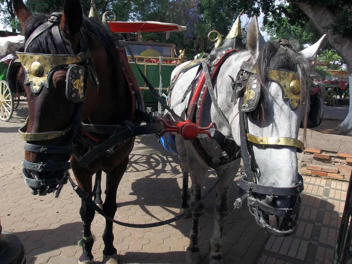 horses Marrakech