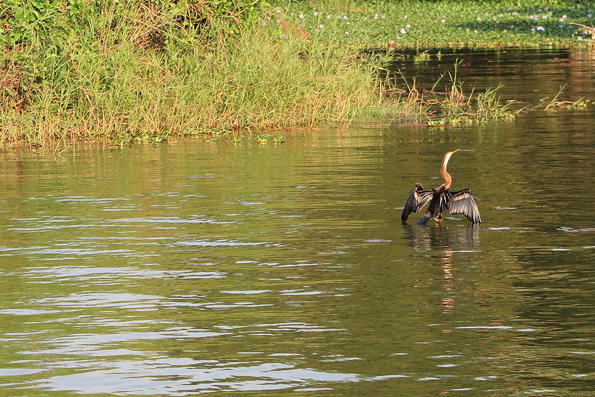 bird backwaters Kerala