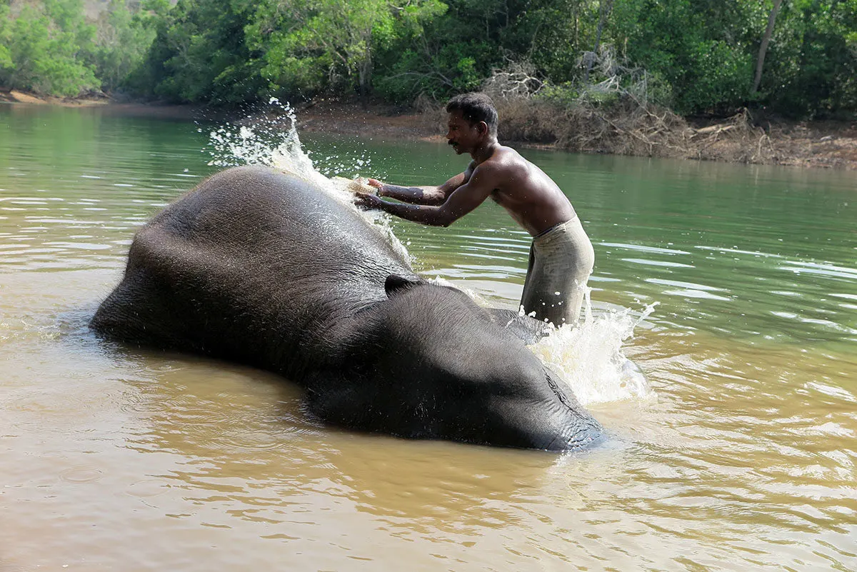 elephant India