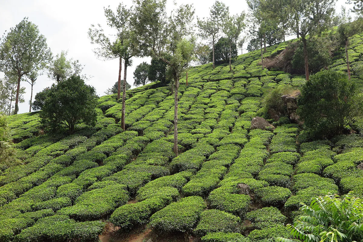 Munnar Kerala