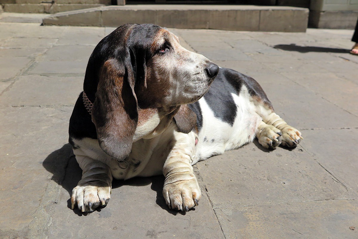 A dog near Placa del Rei, Gothic Quarter, Barcelona