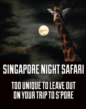 Don't leave Singapore without checking out the night safari!