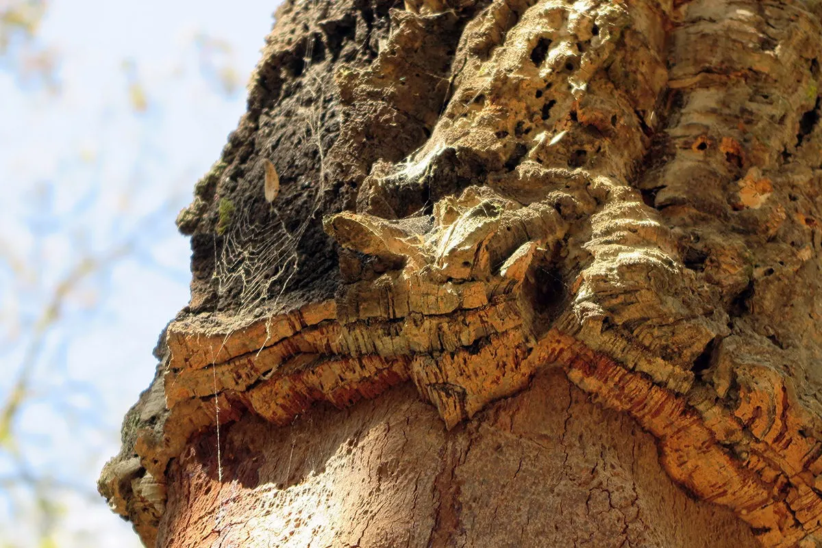 Fascinating cork tree.. in La Selva, Spain