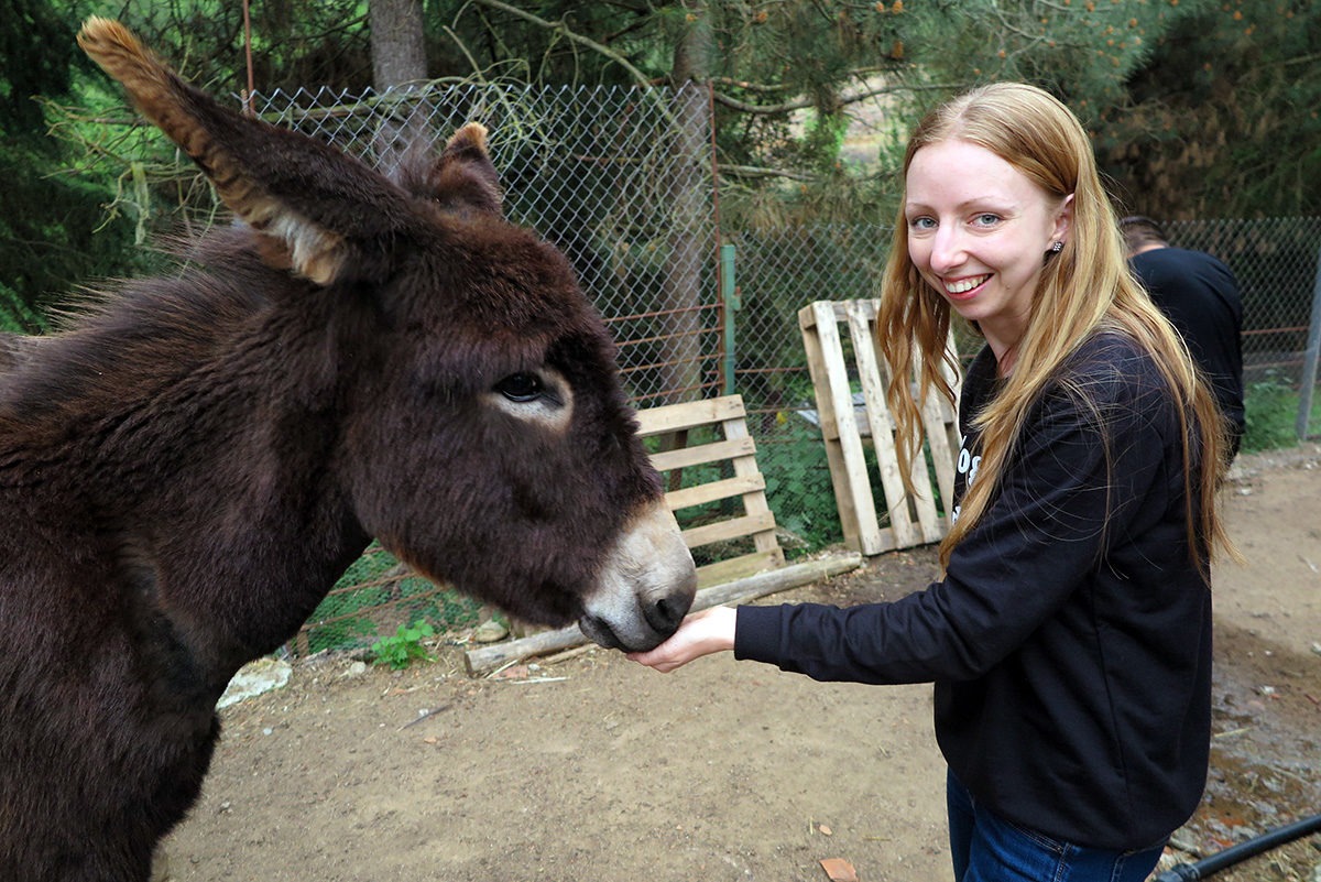 A donkey belonging to Can Nan Vila, Arbucies, Spain