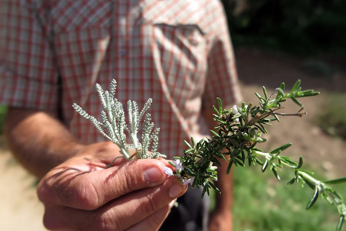 Tasting local herbs in La Selva, Spain
