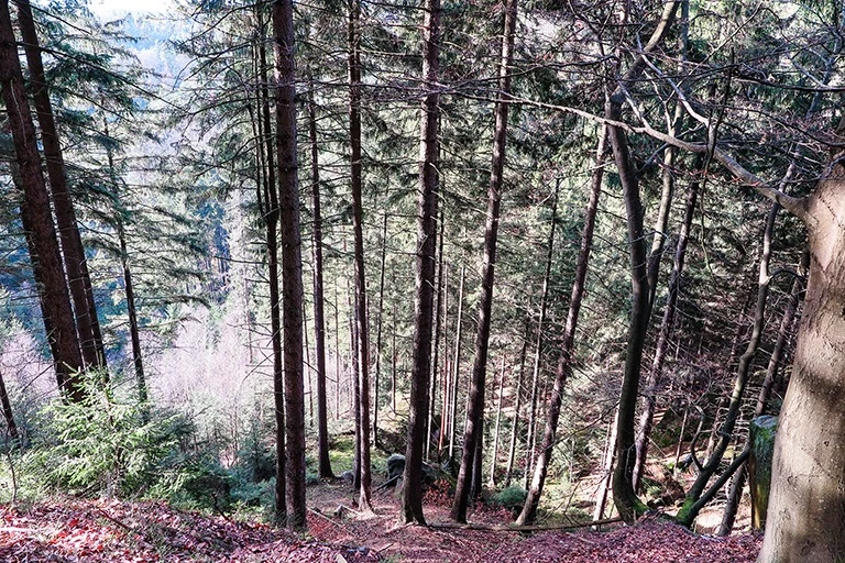 Climbing to the top of Šaunštejn, the Bandits' keep