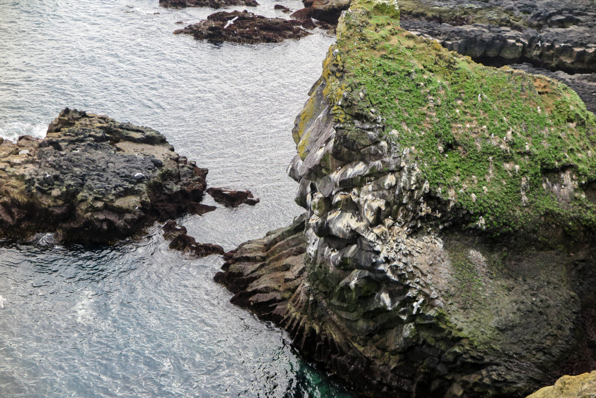 Closeup of basalt bird cliffs at Thufubjarg, largely dominated by seagulls, in Snaefellsness Peninsula, West Iceland