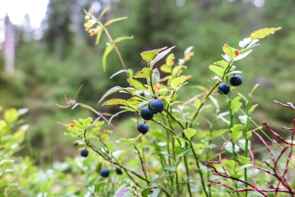 Delicious blueberries everywhere in the forests of Västmanland www.travelgeekery.com