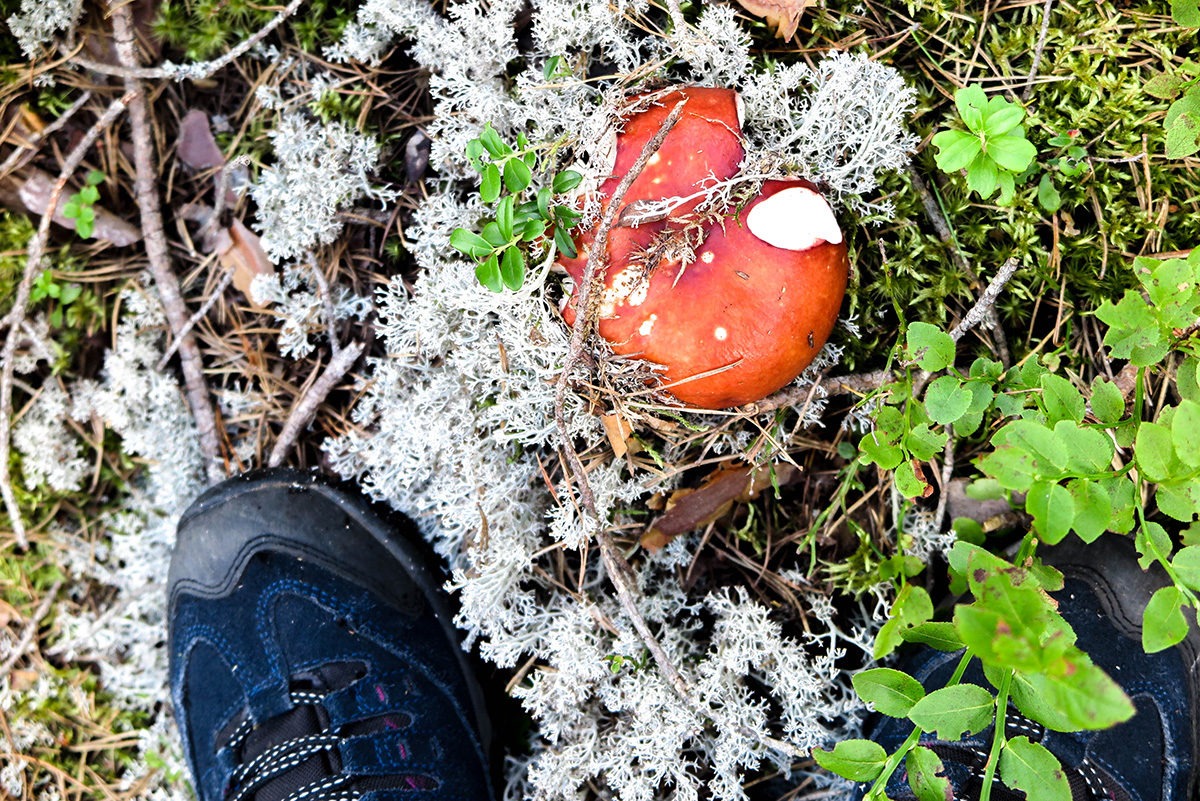 Diversity everywhere you look. Watch out what you step on! At Vastmanland. www.travelgeekery.com