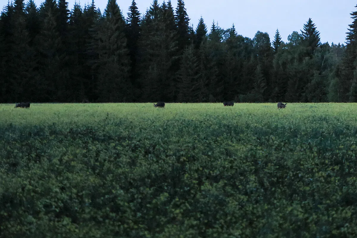Individualistic moose hanging out together, how rare! www.travelgeekery.com