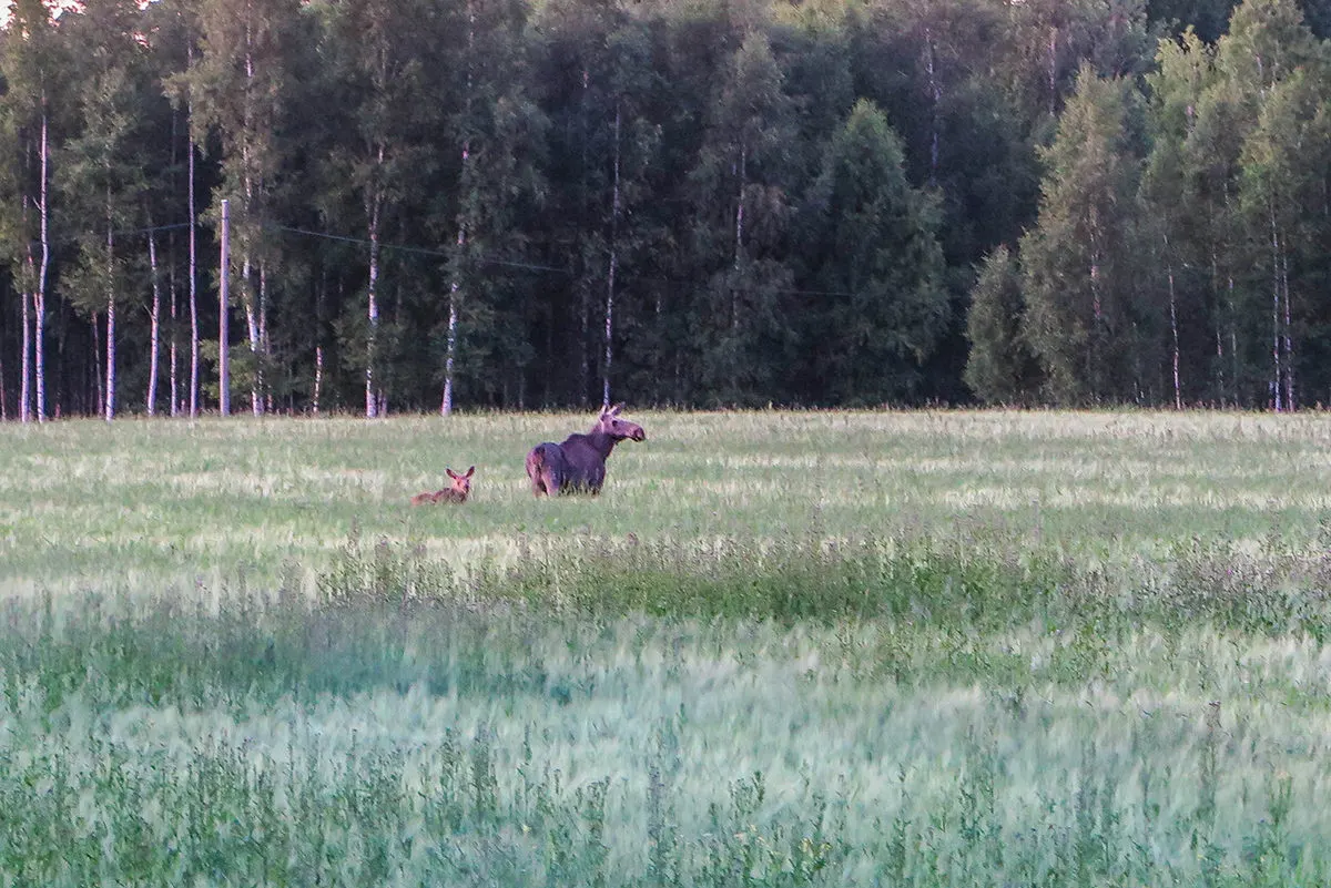 Moose mum and her baby, patiently posing for us www.travelgeekery.com