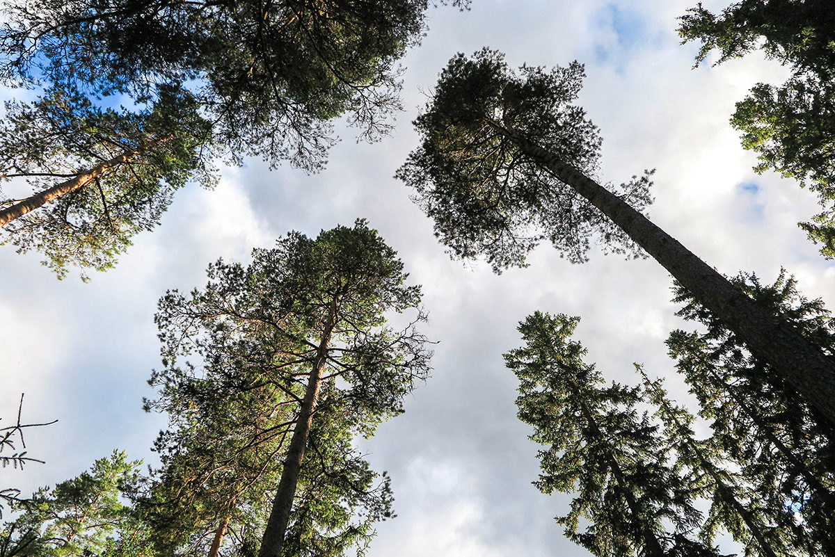 Tall trees of Vastmanland www.travelgeekery.com