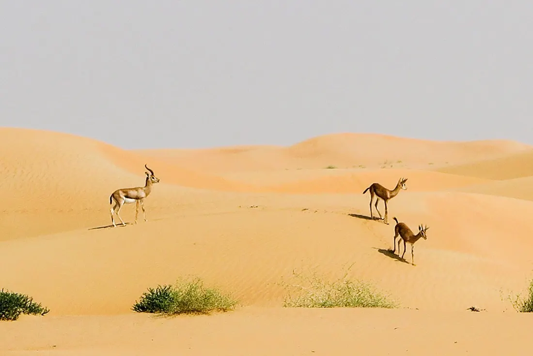 Wild Gazelles in Dubai Conservation Reserve