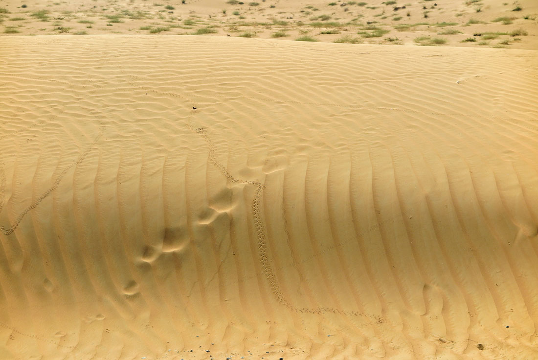 All the traces you can see in the desert..