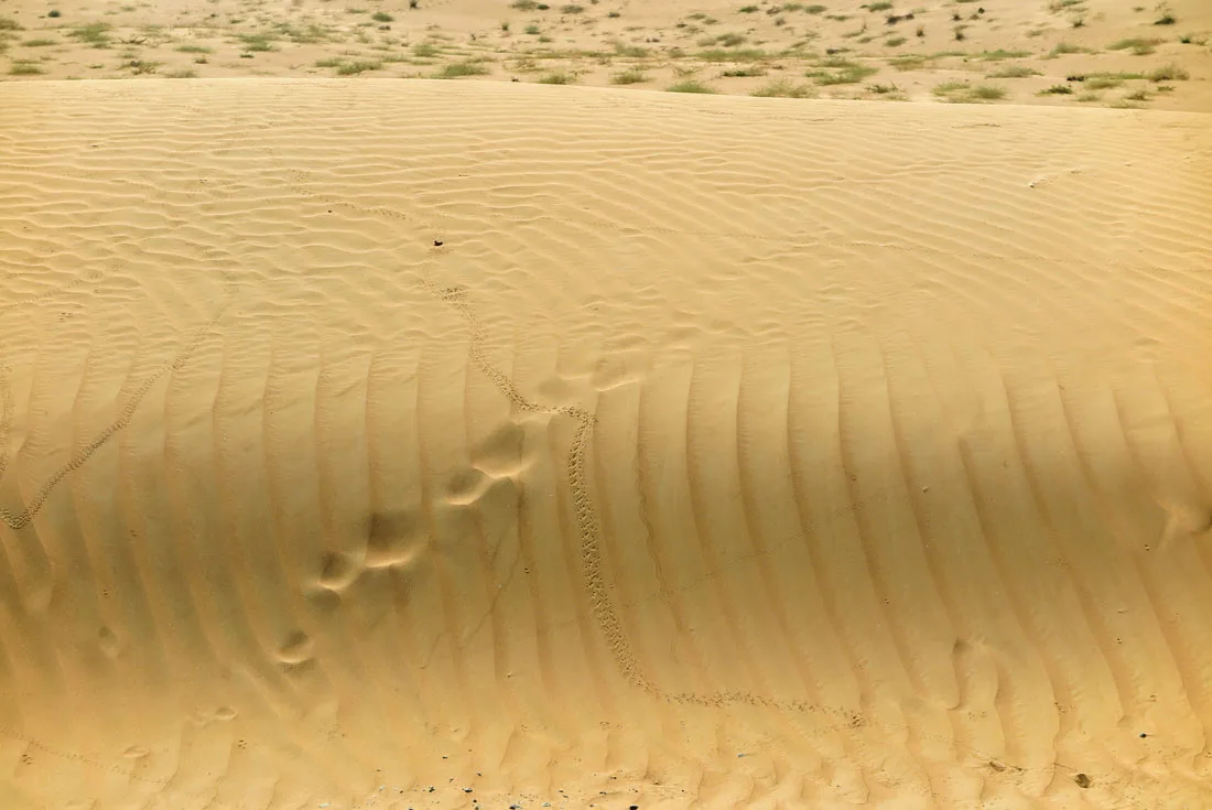 All the traces you can see in the desert..