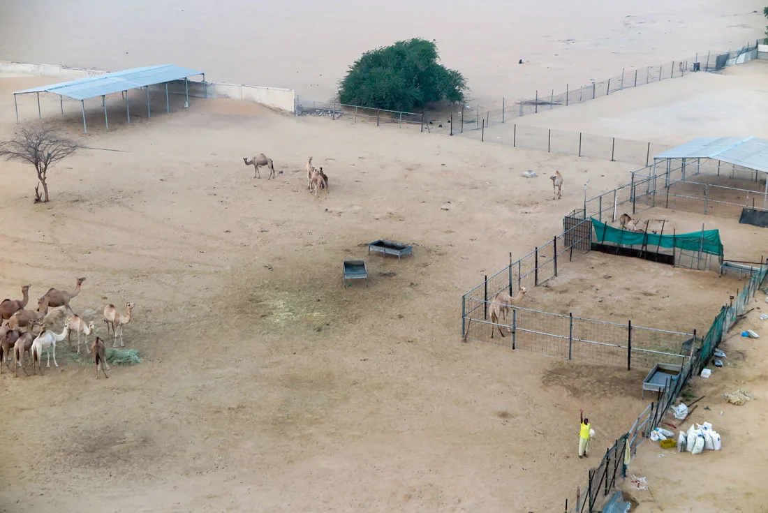 A camel farm and a friendly farmer (?) in Dubai desert