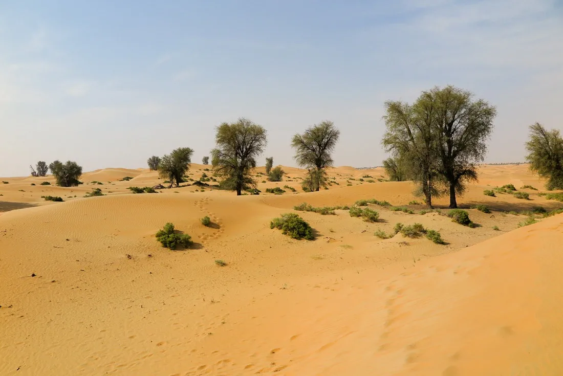 Ghaf tree, the national tree of UAE