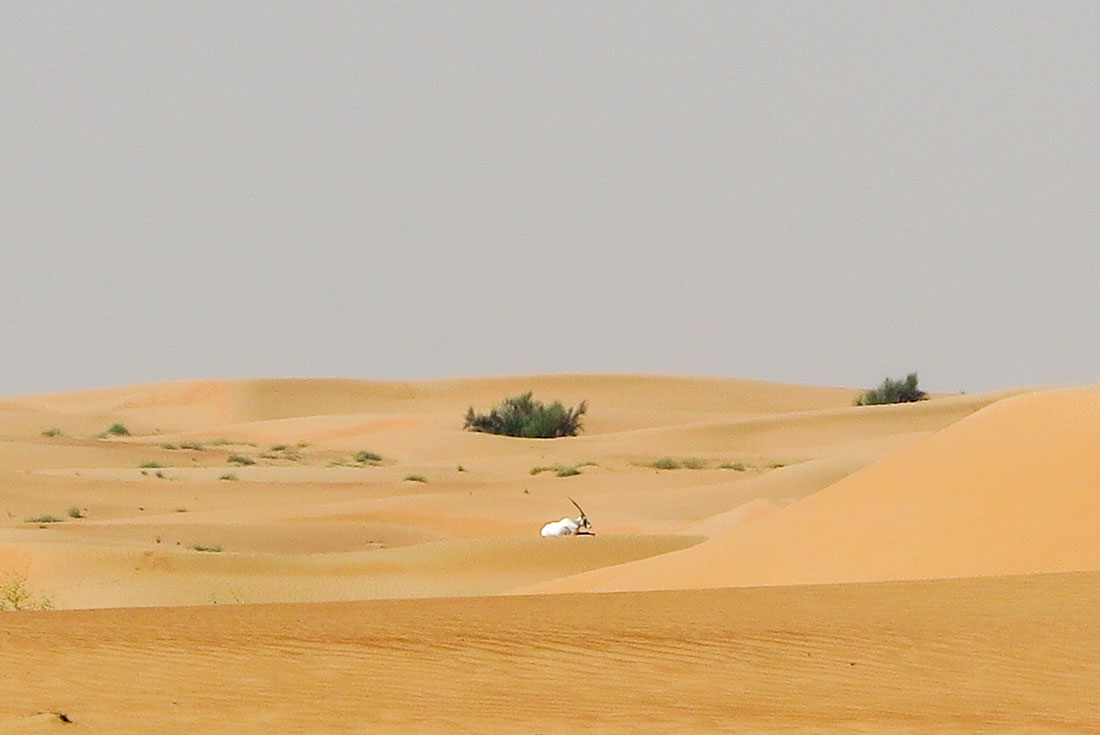 Lonely oryx in the desert, seemingly just waiting for his life to be over.