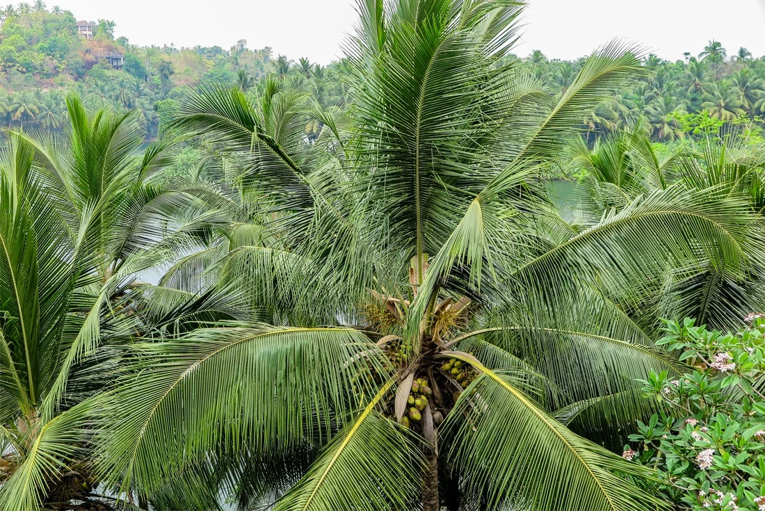 Lush greenery in Kerala, India