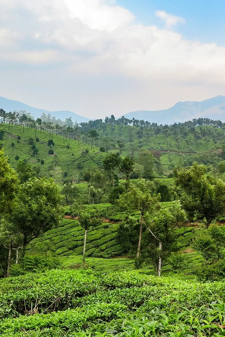 Beatiful tea plantations in Kerala, India
