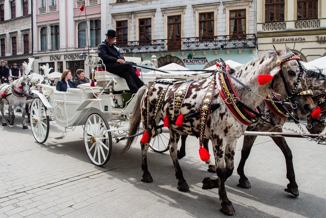 Horses in Krakow, Poland