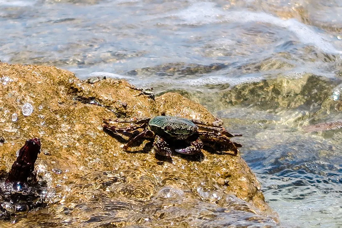 A crab on Kalanggaman Island