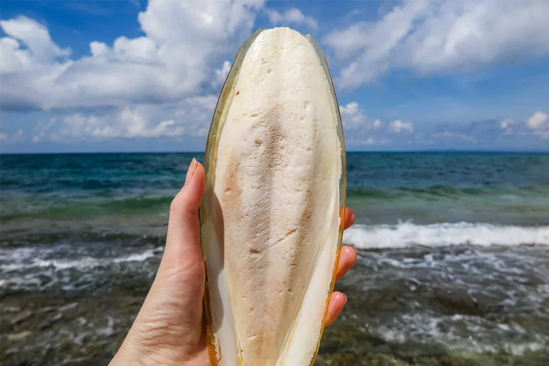 A sepia bone found on Kalanggaman Island