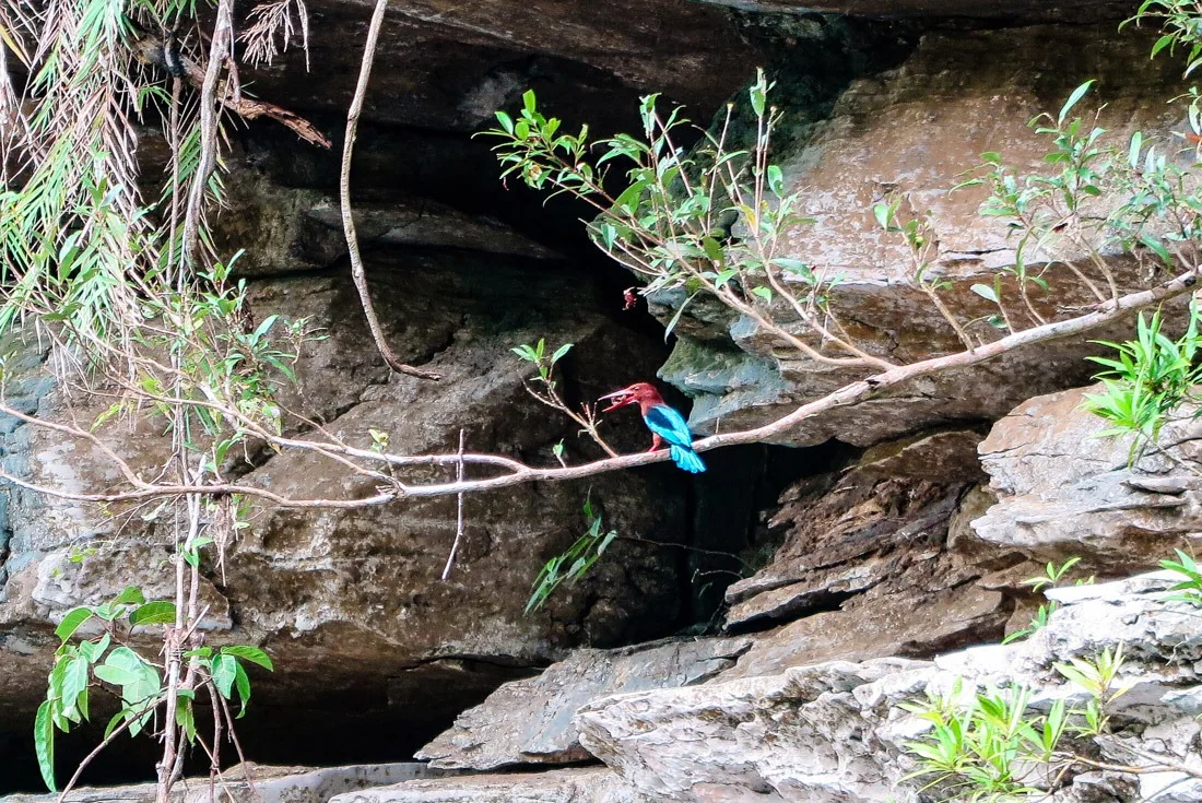 A bird in Sohoton National Park, Samar, Philippines