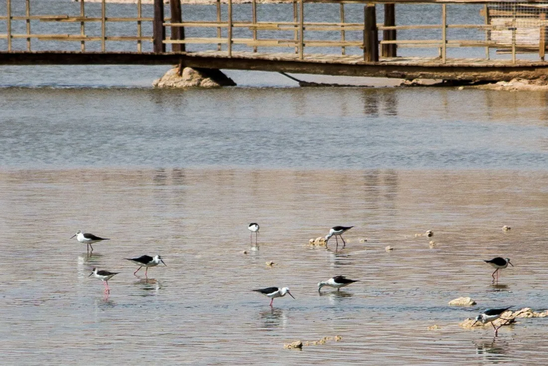 Birds feeding in Eilat's International Birding & Research Centre