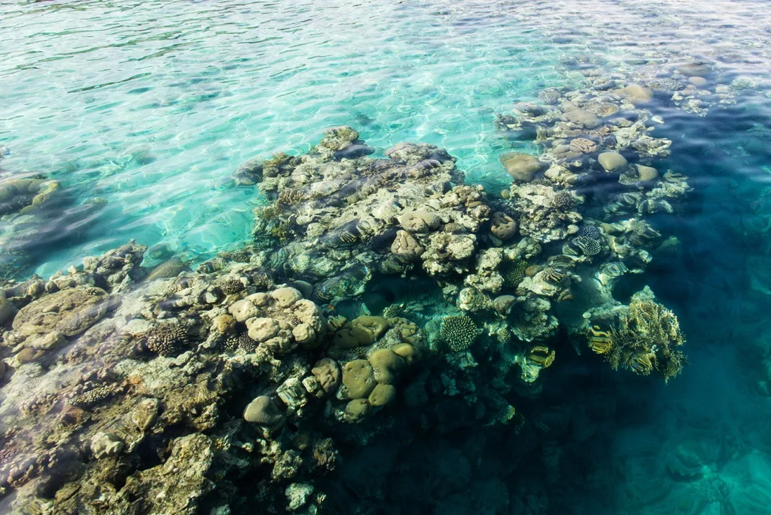 Coral reef in Coral Beach Nature Reserve Eilat