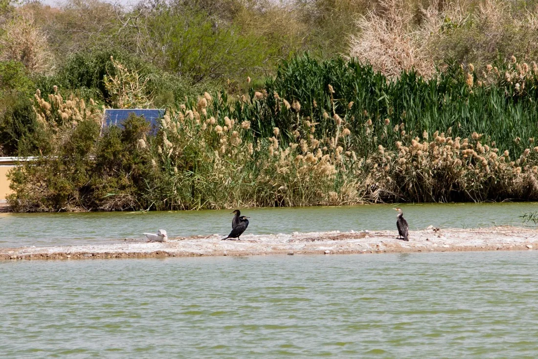 Cormorans in the marshes of Eilat Bird Sanctuary