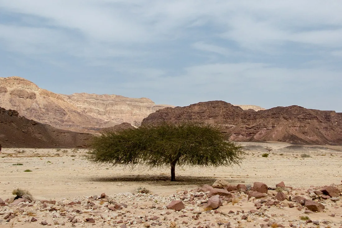 A funky tree in Timna National Park, Eilat