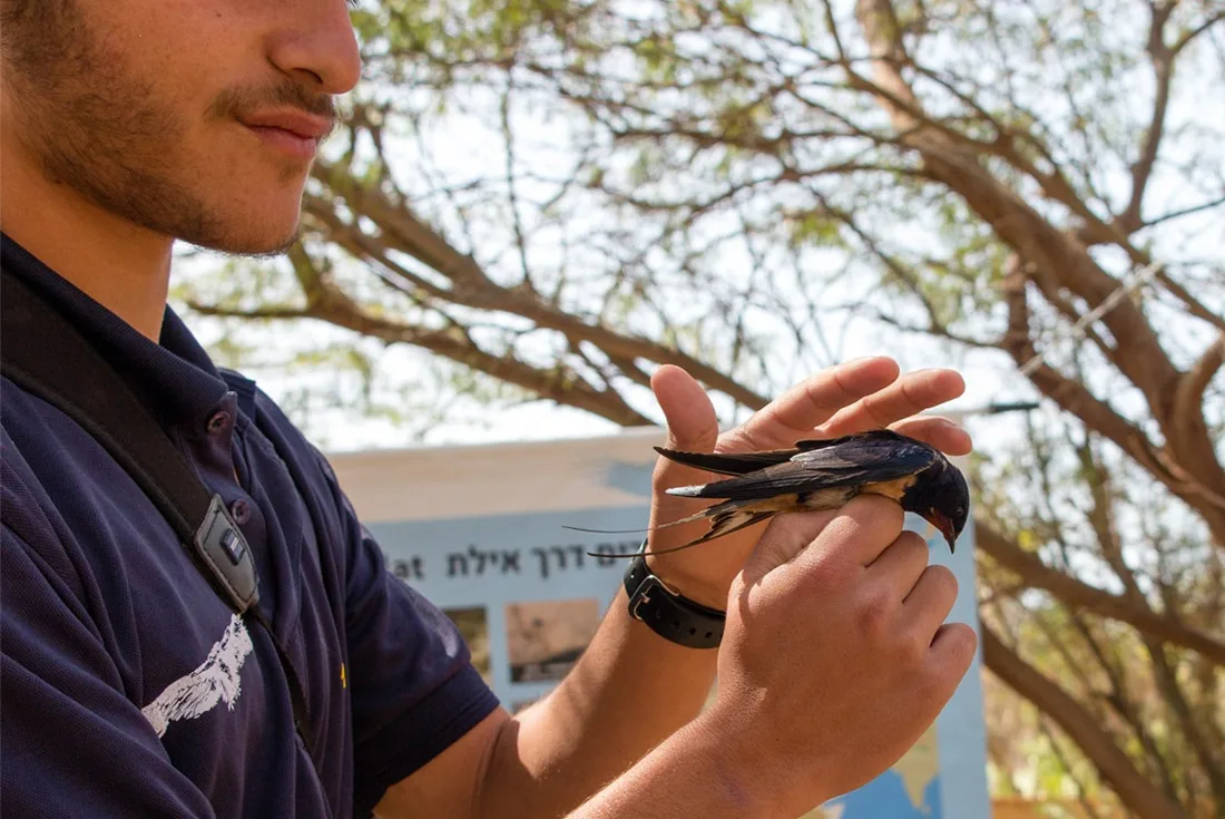 A swallow caught for a checkup in Eilat's Birding Center