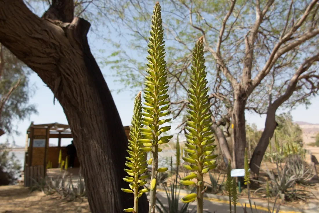 a pretty plant in Eilat Bird Sanctuary