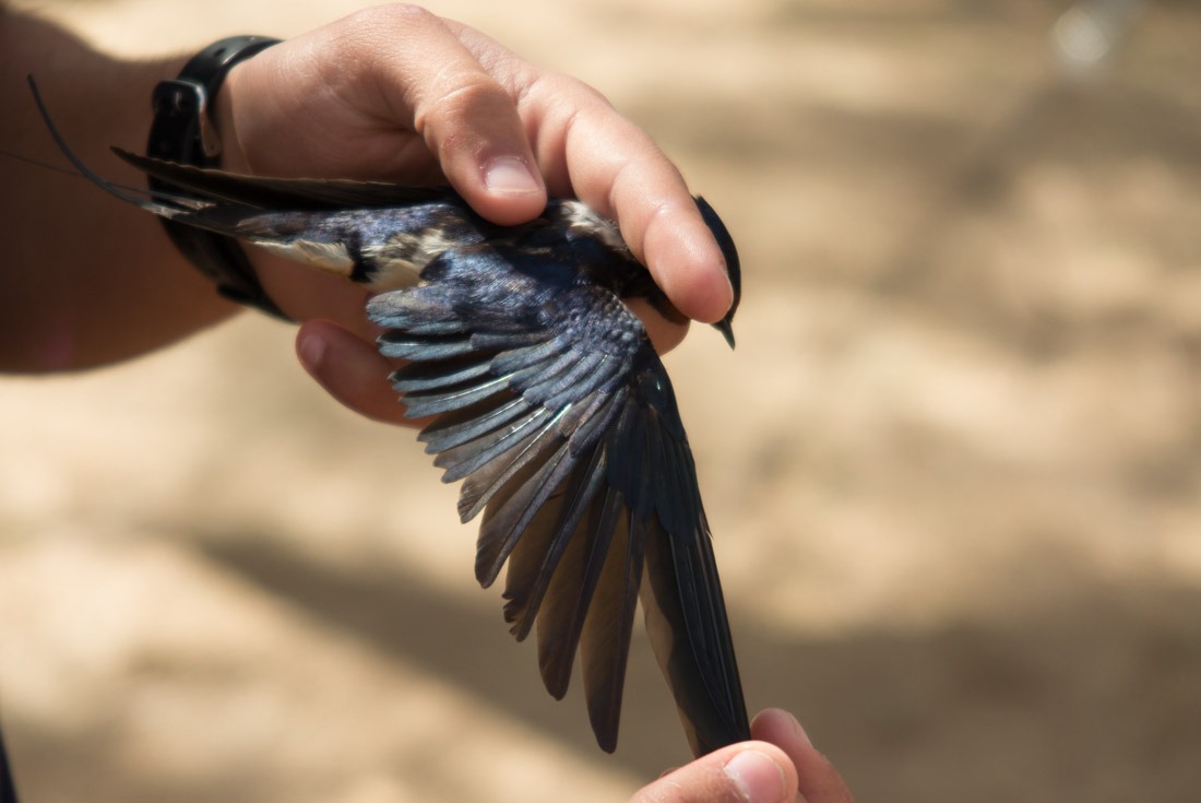 Examining a swallow caught in Eilat Birding Center