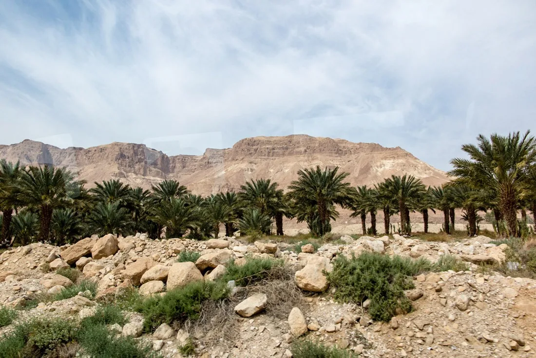 Date palms on the way to the Dead Sea and Masada