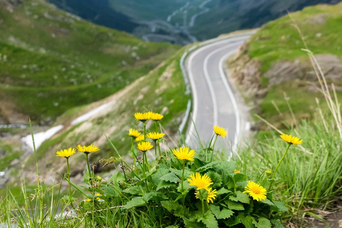 Flowers and beautiful views along Transfagarasan Road