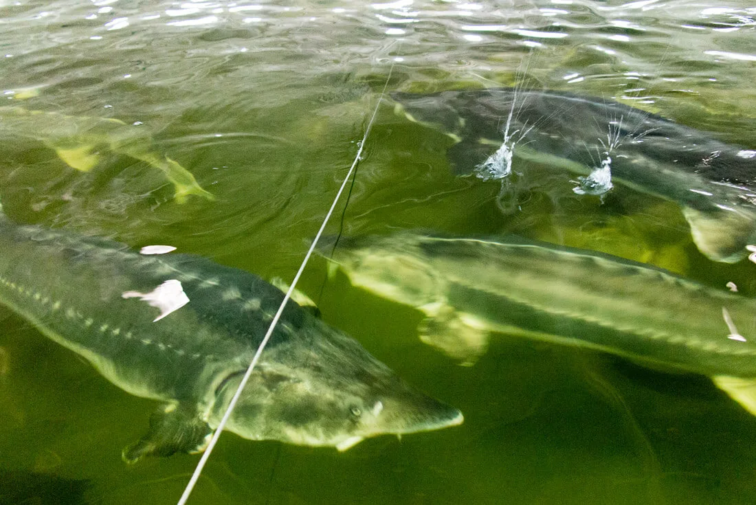 Large Beluga fish in Aquatir caviar factory