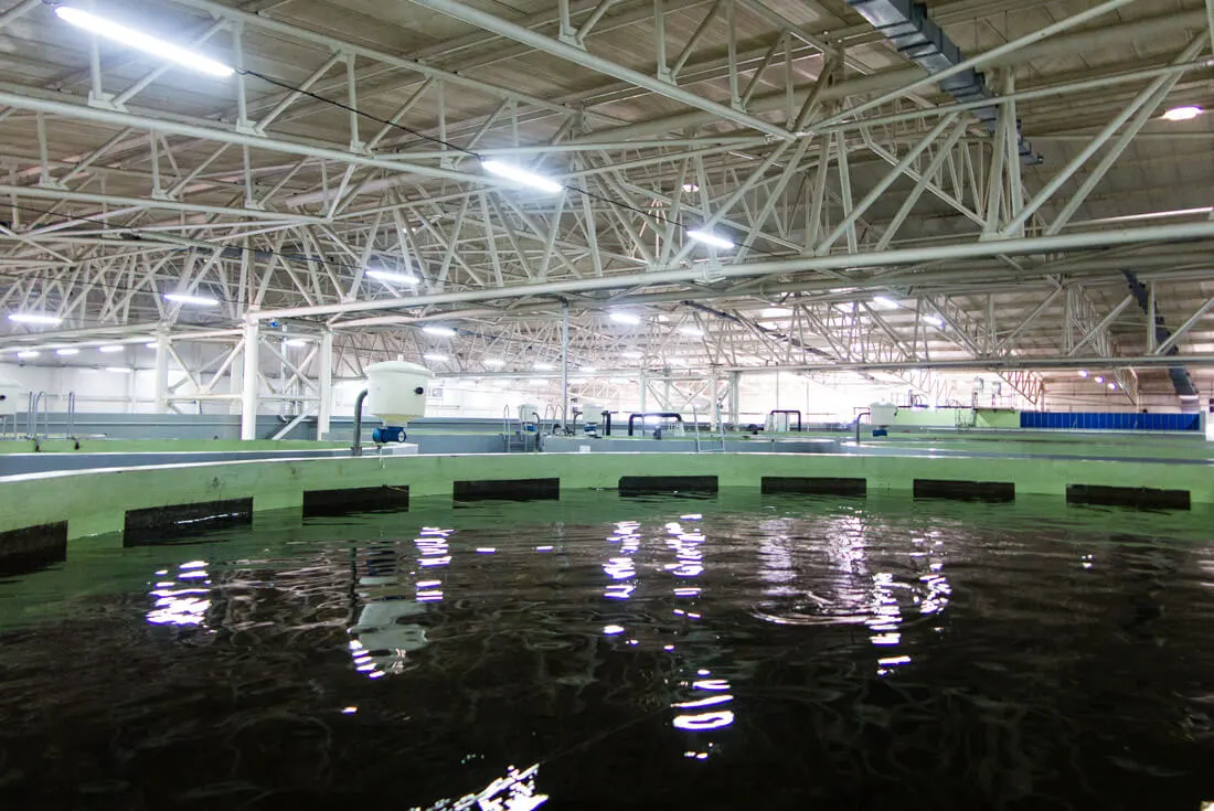 Large fish tanks in Aquatir factory, one of world's main producers of caviar.