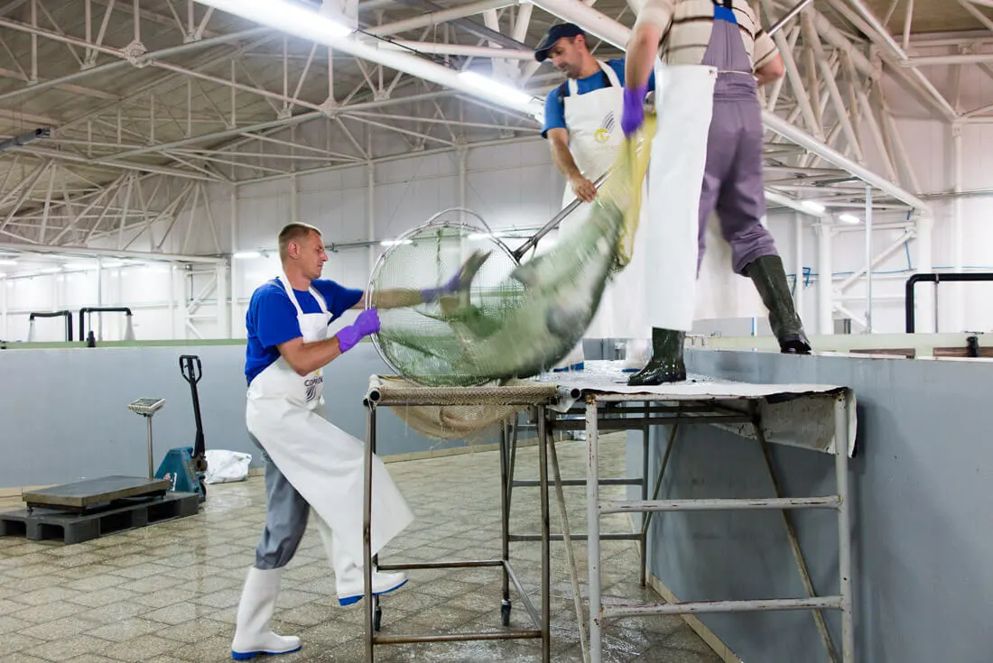 Catching of fish in Aquatir Factory, Tiraspol