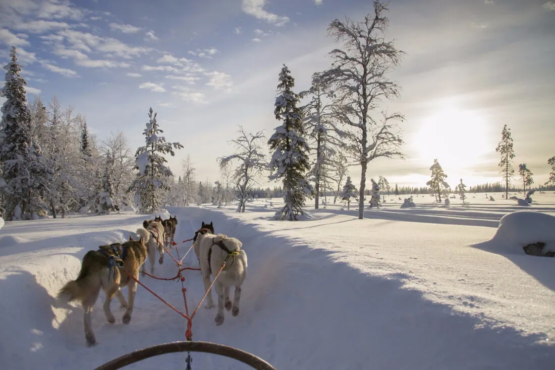 Husky safari is definitely one of Lapland Finland's must things to do