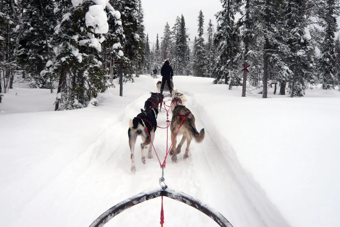 Husky dogsled winter adventure in Lapland Finland