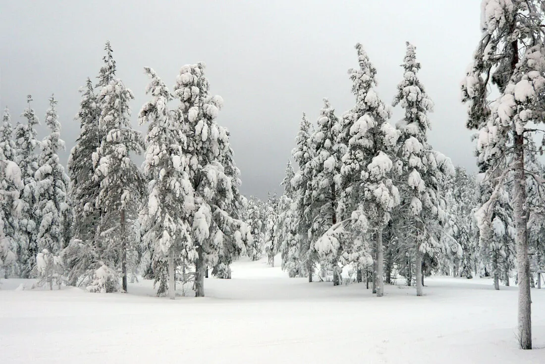 Snowy Lapland Finland in January