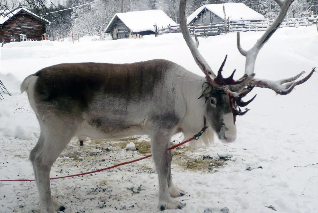 Winter Lapland Finland - that's reindeer, huskies and snow all around