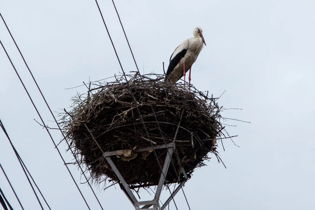 One of the many storks who call Cristian their home
