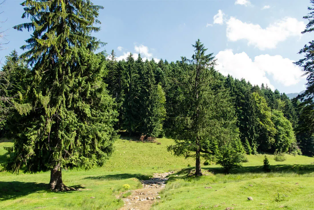 Pristine nature in the mountains of Piatra Mare, Romania